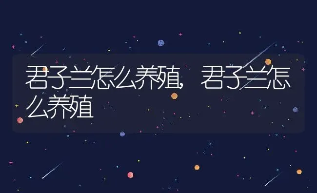 君子兰怎么养殖,君子兰怎么养殖 | 养殖科普