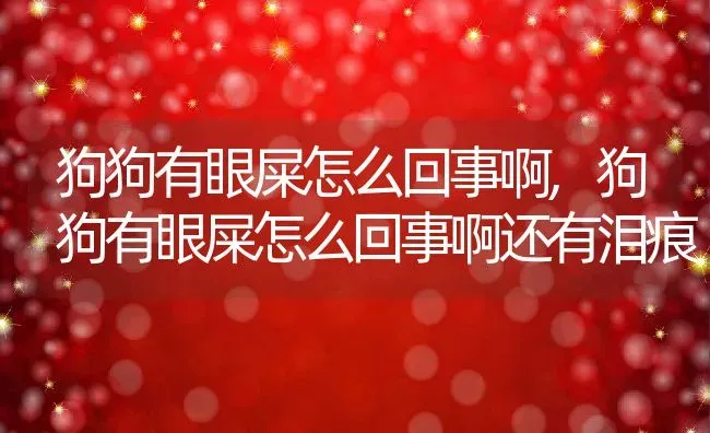 狗狗有眼屎怎么回事啊,狗狗有眼屎怎么回事啊还有泪痕 | 养殖科普