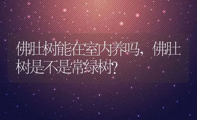 佛肚树能在室内养吗,佛肚树是不是常绿树？ | 养殖学堂