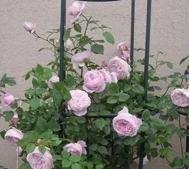 种月季盆为什么宜小不宜大,大家来说说，种大型月季用5加仑盆好还是控根盆好？