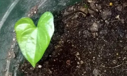 玫瑰花种子怎么种,玫瑰花籽怎么种植方法？
