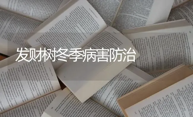 发财树冬季病害防治 | 养殖知识