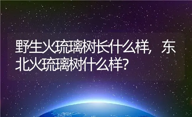 野生火琉璃树长什么样,东北火琉璃树什么样？ | 养殖科普
