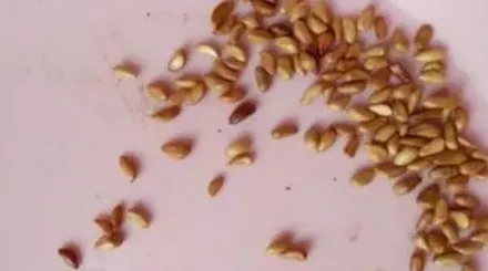 玫瑰花种子怎么种,玫瑰花籽怎么种植方法？