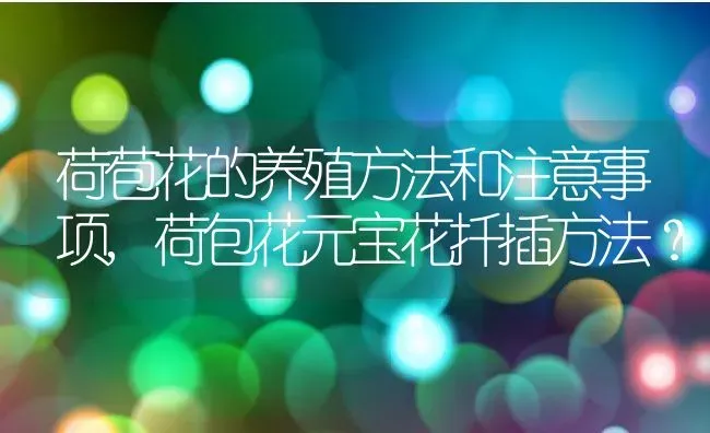荷苞花的养殖方法和注意事项,荷包花元宝花扦插方法？ | 养殖科普