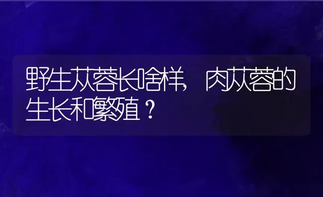 野生苁蓉长啥样,肉苁蓉的生长和繁殖？ | 养殖科普