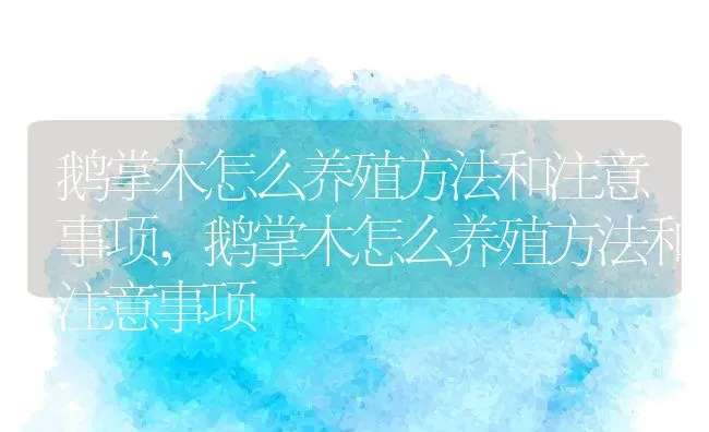 鹅掌木怎么养殖方法和注意事项,鹅掌木怎么养殖方法和注意事项 | 养殖科普