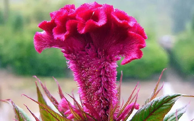 鸡冠花怎么种植,赤壁鸡冠花种植方法和时间？