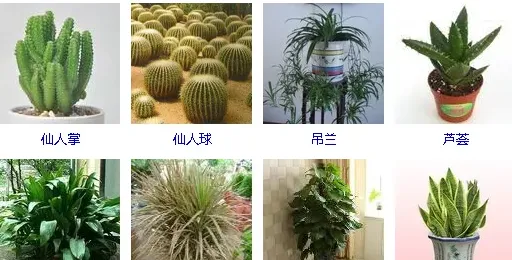 办公桌上放什么盆栽比较好,有哪些适合学生党的可以种在书桌上的绿色小盆栽？
