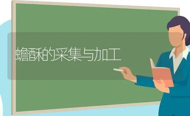 蟾酥的采集与加工 | 养殖技术大全