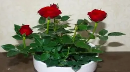 玫瑰花种子怎么种,玫瑰花籽怎么种植方法？