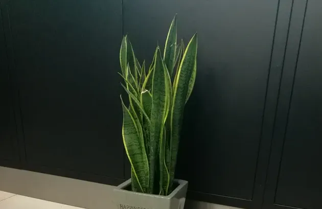 耐阴植物室外植物有哪些,室外不喜阳光的花卉？