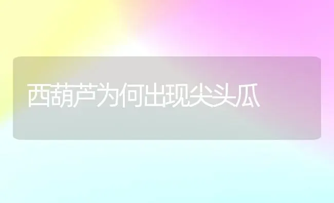 西葫芦为何出现尖头瓜 | 养殖知识