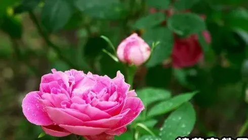 描写月季花的优美句子,赞美月季的句子？