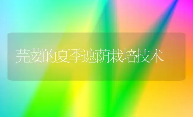 芫荽的夏季遮荫栽培技术 | 养殖技术大全