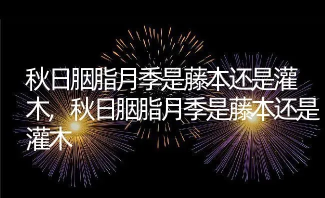 秋日胭脂月季是藤本还是灌木,秋日胭脂月季是藤本还是灌木 | 养殖科普