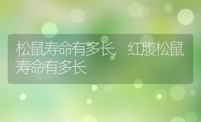 松鼠寿命有多长,红腹松鼠寿命有多长 | 养殖科普