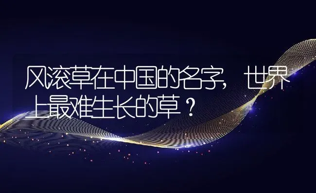 风滚草在中国的名字,世界上最难生长的草？ | 养殖科普