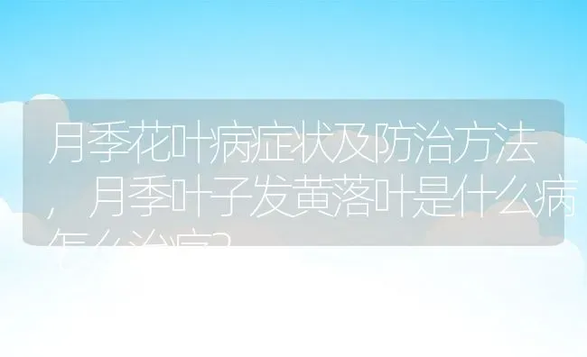 月季花叶病症状及防治方法,月季叶子发黄落叶是什么病怎么治疗？ | 养殖科普