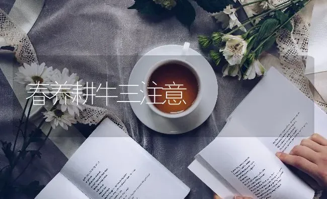 春养耕牛三注意 | 养殖知识