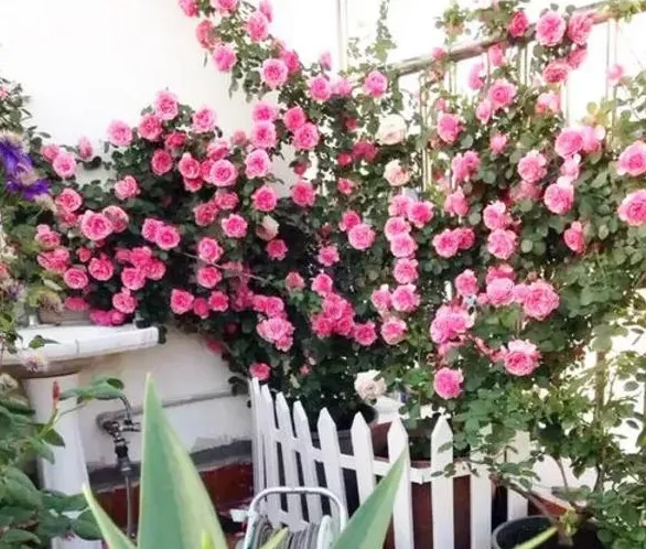 种月季盆为什么宜小不宜大,大家来说说，种大型月季用5加仑盆好还是控根盆好？