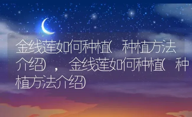 金线莲如何种植(种植方法介绍),金线莲如何种植(种植方法介绍) | 养殖科普
