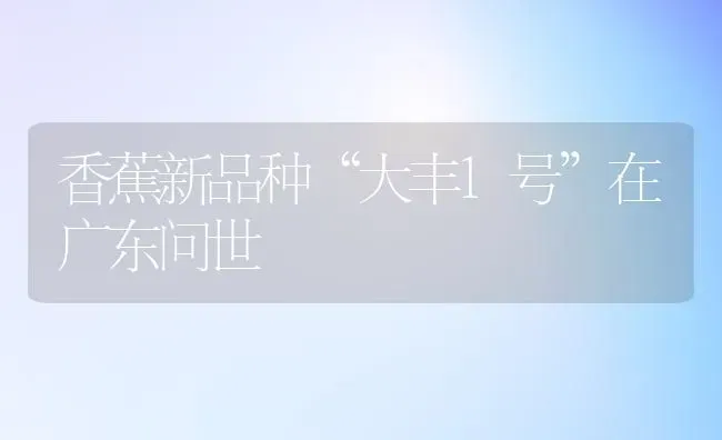 香蕉新品种“大丰1号”在广东问世 | 养殖知识