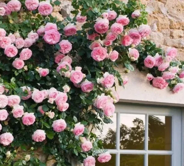 种月季盆为什么宜小不宜大,大家来说说，种大型月季用5加仑盆好还是控根盆好？