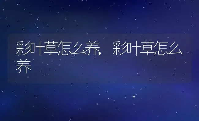 彩叶草怎么养,彩叶草怎么养 | 养殖科普