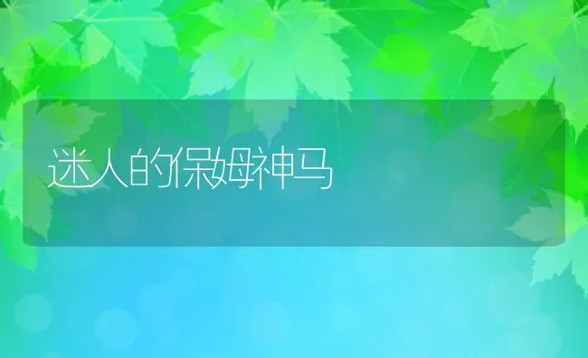 迷人的保姆神马 | 养殖科普