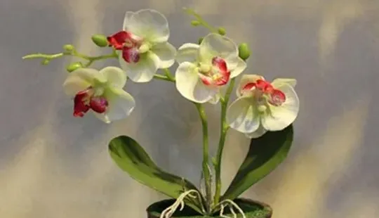 蝴蝶兰怎么种植步骤图解,如何种植蝴蝶兰？