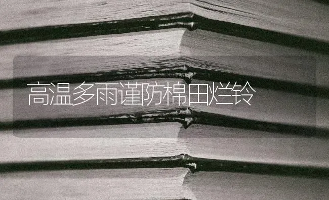 高温多雨谨防棉田烂铃 | 养殖技术大全