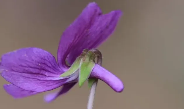 紫花地丁花期是什么时候,紫花地丁和早开堇菜怎么区分？