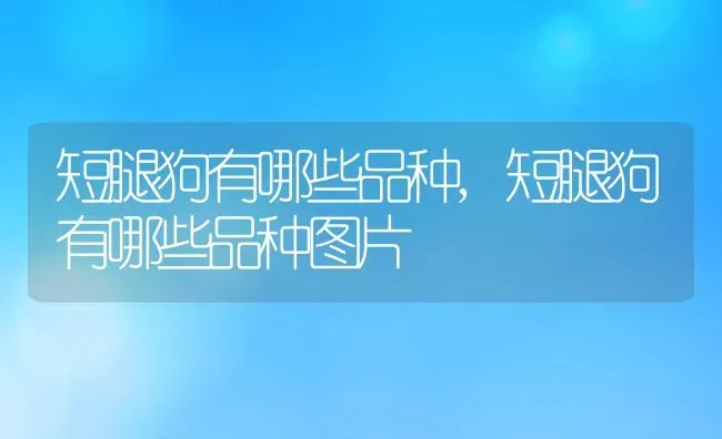 短腿狗有哪些品种,短腿狗有哪些品种图片 | 养殖资料