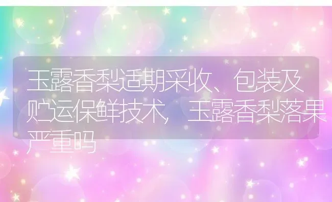 玉露香梨适期采收、包装及贮运保鲜技术,玉露香梨落果严重吗 | 养殖学堂