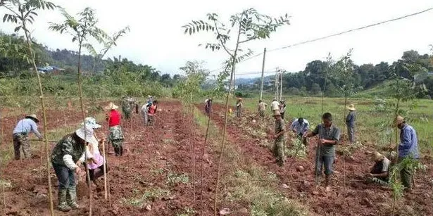 苗木投资怎么选树种？3条红线不能碰 | 农广天地