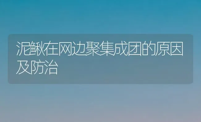 泥鳅在网边聚集成团的原因及防治 | 养殖知识