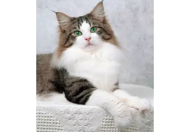 世界上十大最漂亮的猫,世界上最好看的十种猫咪颜值排名,看看你家的主子排第几|土耳其|？
