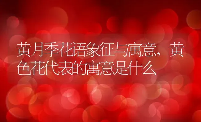 黄月季花语象征与寓意,黄色花代表的寓意是什么 | 养殖学堂