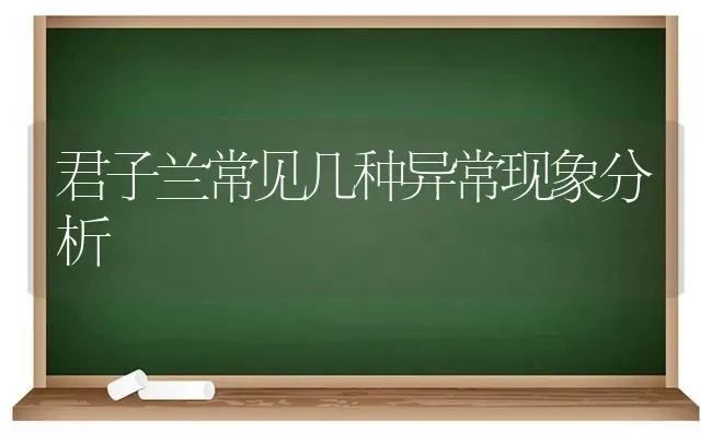 君子兰常见几种异常现象分析 | 养殖知识