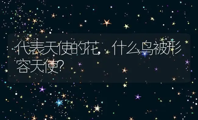 代表天使的花,什么鸟被形容天使？ | 养殖科普