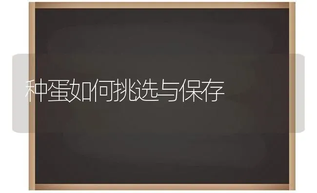 种蛋如何挑选与保存 | 养殖技术大全