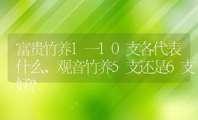 富贵竹养1一10支各代表什么,观音竹养5支还是6支好？ | 养殖学堂