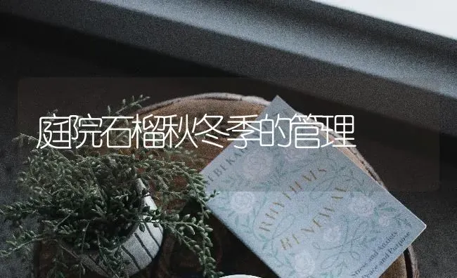 庭院石榴秋冬季的管理 | 养殖知识