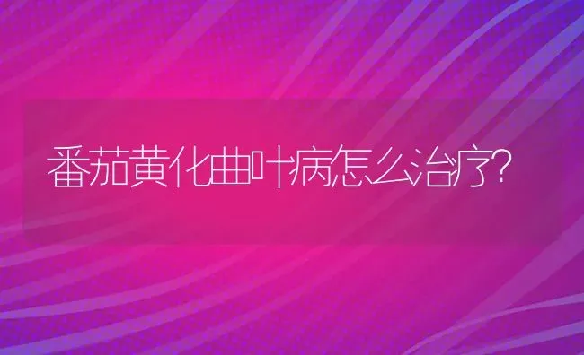 番茄黄化曲叶病怎么治疗? | 养殖知识