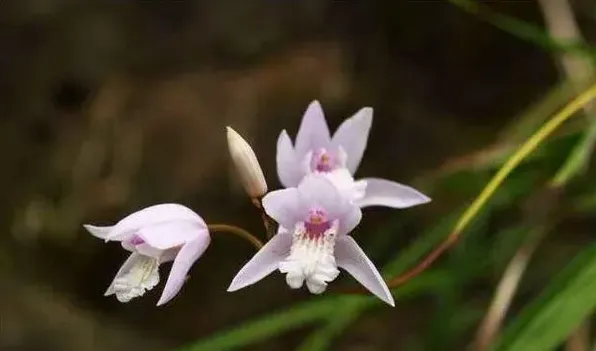 白芨有多少个品种，可以将白芨分为5类 | 常识大全