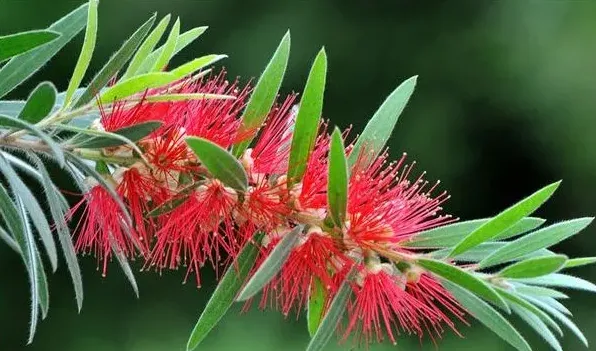 柳树能开红花吗 | 生活常识