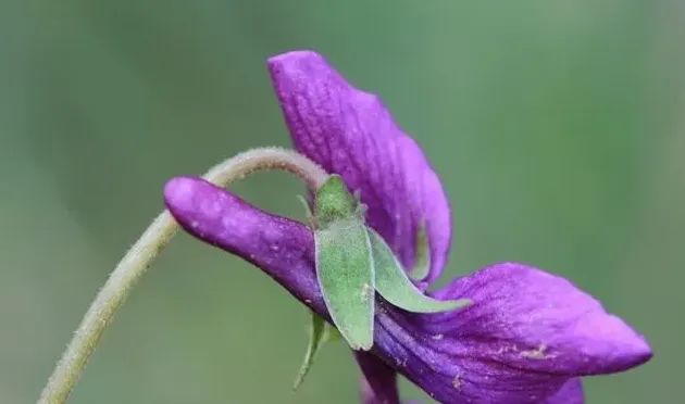 紫花地丁花期是什么时候,紫花地丁和早开堇菜怎么区分？