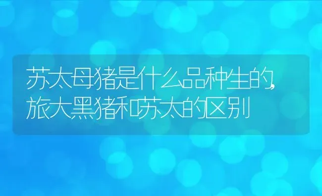 苏太母猪是什么品种生的,旅大黑猪和苏太的区别 | 养殖学堂
