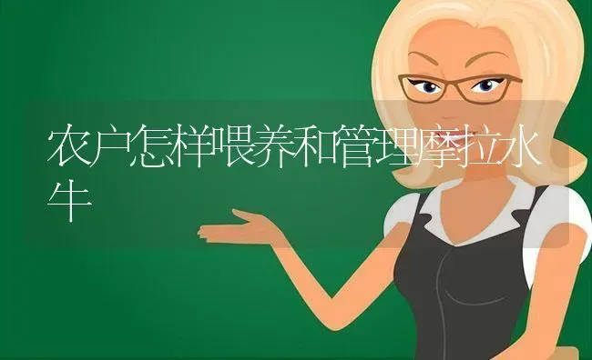 农户怎样喂养和管理摩拉水牛 | 养殖技术大全